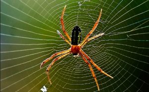 Mơ ngủ thấy nhện cho thấy bạn gặp phải sự nguy hiểm