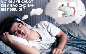 Mơ ngủ về Chuột điềm báo cho bạn điều gì?