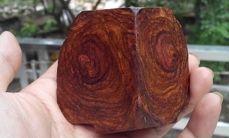 Giải mã bí ẩn và sự quý hiếm của gỗ sưa