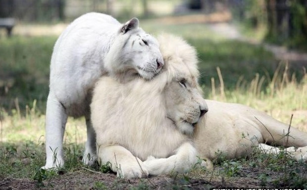 Đặc điểm biểu tượng về tình yêu của cung sư tử và khả năng tương thích